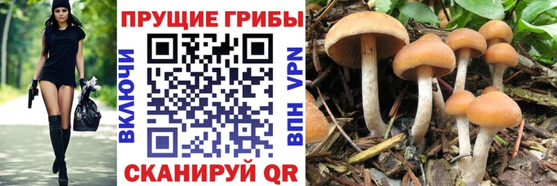blacksprut сайт  Славгород  Псилоцибиновые грибы мицелий  купить наркоту 